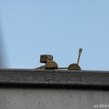 IMG 0066