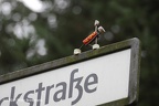 IMG 9541