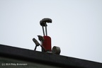 IMG 9550