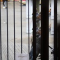 IMG 0212